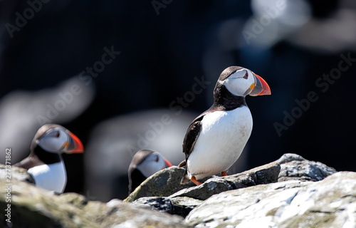 One cute Atlantic puffin relaxes under hot sunlight. Close up photo of sea bird. Farne Islands, Northumberland England, North Sea. UK