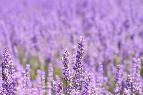 Detail of lavender flowers in Brihuega, Spain