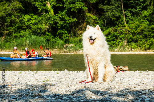 Wet samoyed dog sitting on the pebbly river bank with tourists kayaking behind on the Drome river. France 2019.