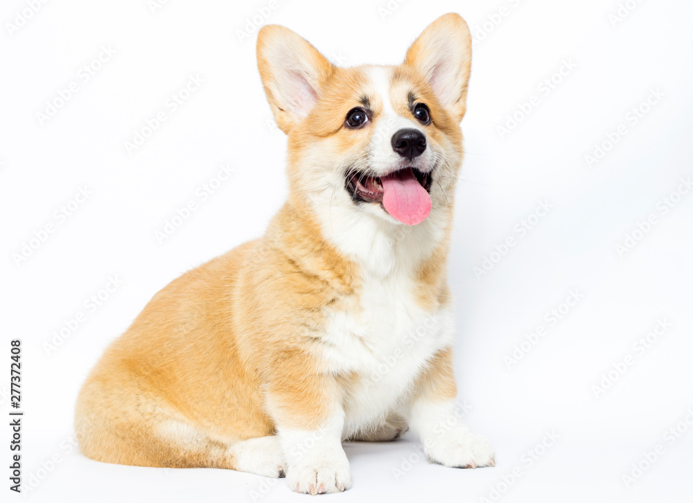 funny puppy sitting and watching funny puppy sitting and watching