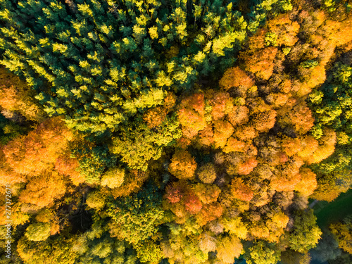 Aerial top down view of autumn forest with green and yellow trees. Mixed deciduous and coniferous forest. Beautiful fall scenery in Vilnius, Lithuania