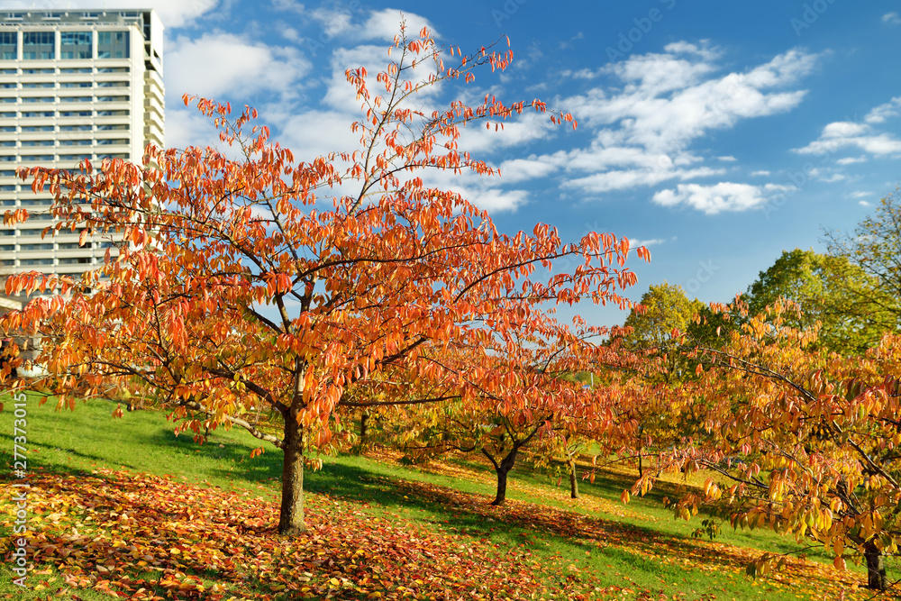 Naklejka premium Colorful city park scene in the fall with yellow foliage. Beautiful autumn scenery in Vilnius, Lithuania.