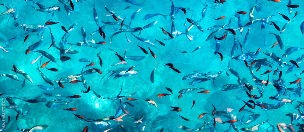 Fishes under water as a panoramic background. Turquoise water with school of fish. Sea animals. Fish school - image - obrazy, fototapety, plakaty 
