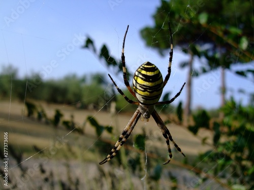 Spinne