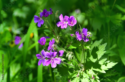 Russia  North Ossetia. Flowering geranium  Geranium gymnocaulon DC  in the TSey gorge in summer