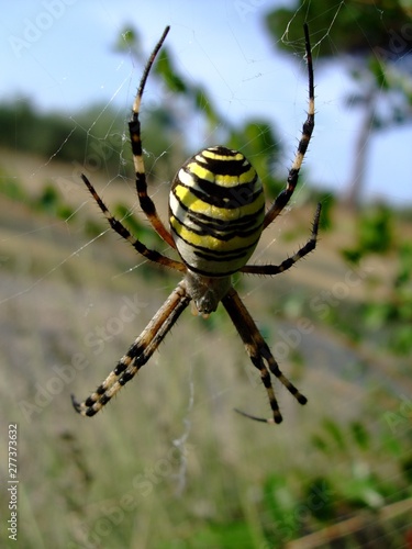Spinne