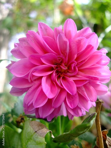 Blume