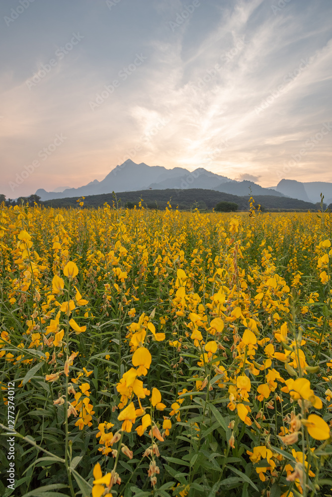 Obraz premium Scenic view of Yellow Flower field before sunset.Crotalaria juncea, known as sunn hemp is a tropical Asian plant of the legume family.