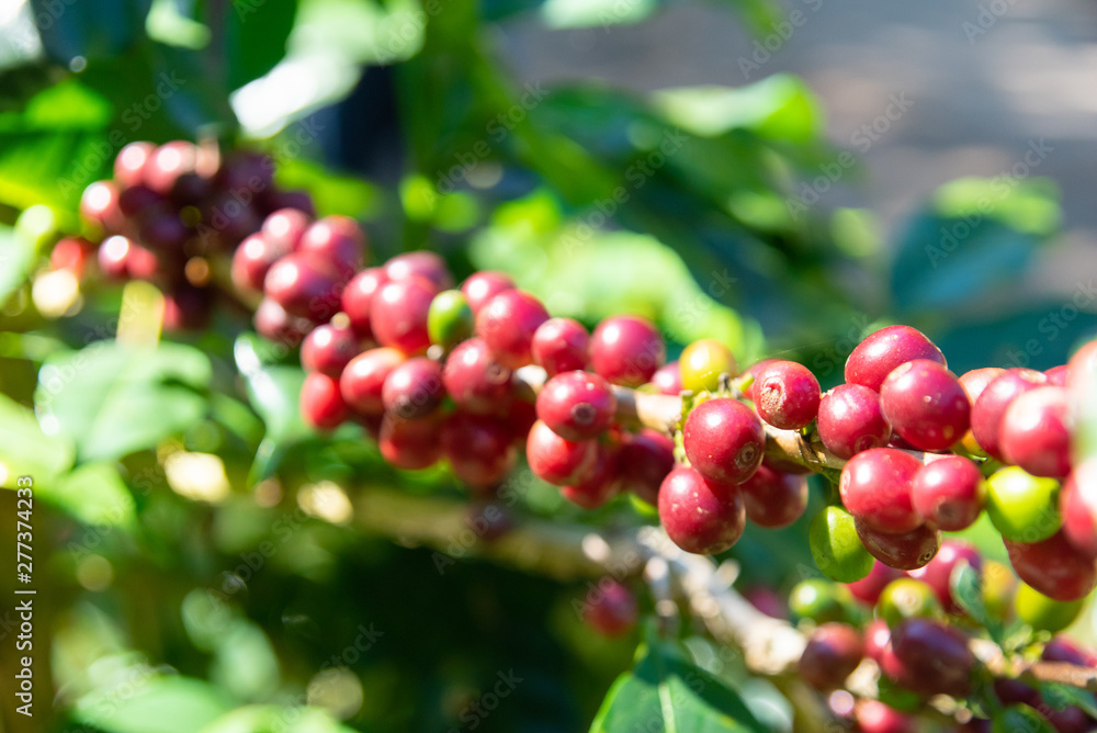 Fresh red coffee berries beans background.arabica coffee berries in organic coffee plantation