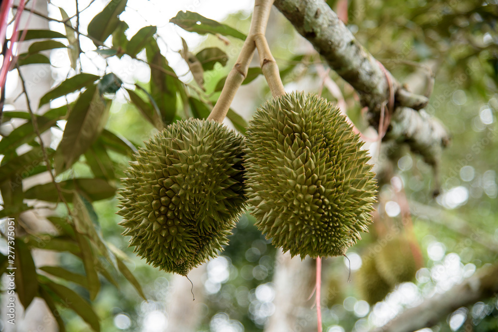 tropical fruit on a tree tropical fruit on a tree