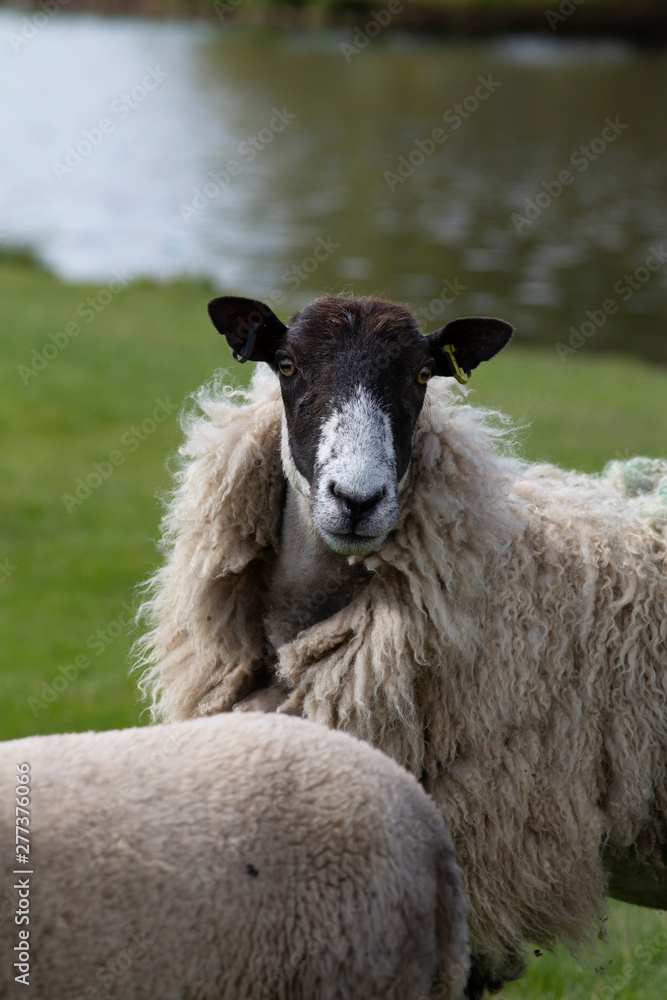 Black faced sheep looking forward Black faced sheep looking forward