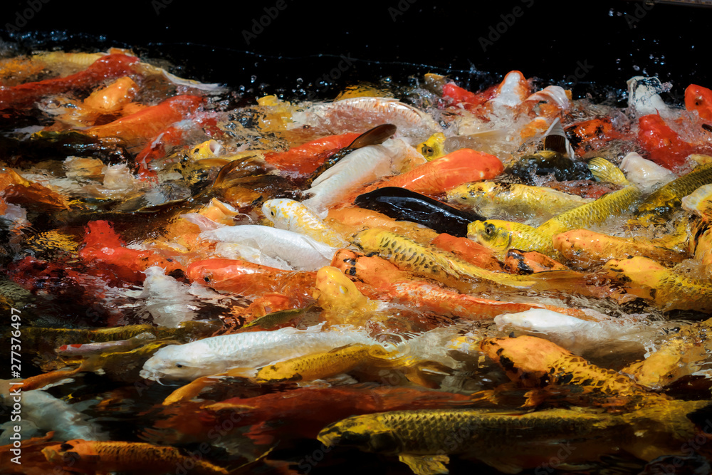 colorful koi carps surfaces in a feeding frenzy
