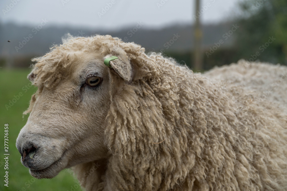 Portrait Of A Sheep On British Pastures Portrait Of A Sheep On British Pastures