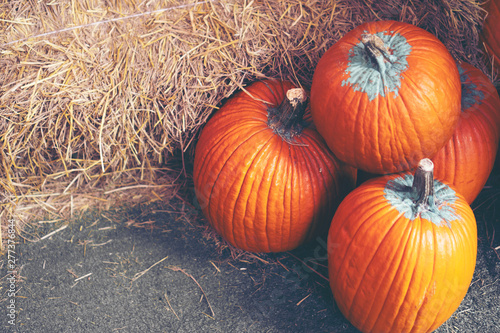 big giant pumpkin in farm, ...