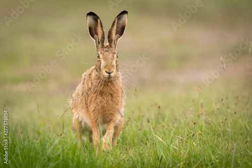 European Hare in a meadow is moving closer