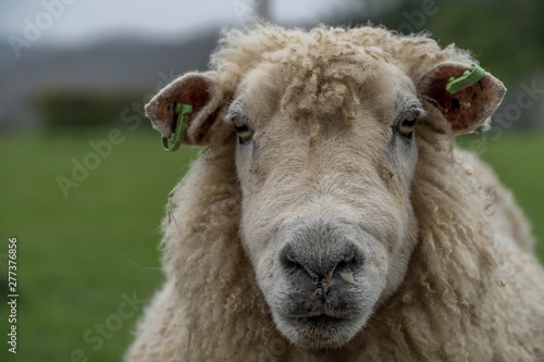 Sheep Looking Into Camera