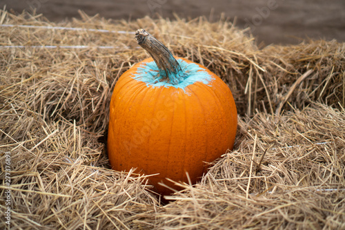 big giant pumpkin in farm  Halloween day