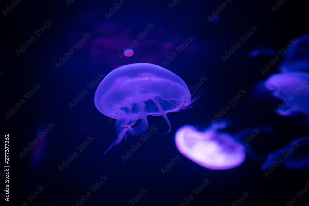 Naklejka premium jellyfish in blue water, sea life