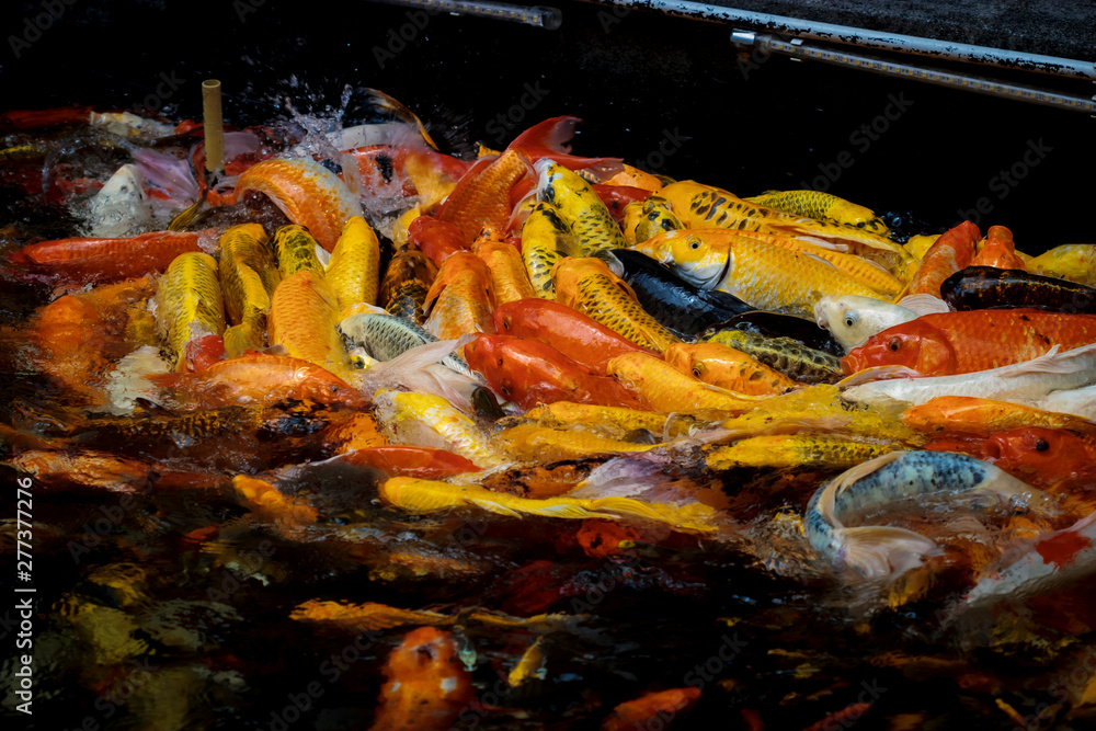colorful koi carps surfaces in a feeding frenzy colorful koi carps surfaces in a feeding frenzy