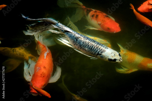 colorful koi carps surfaces in a feeding frenzy photo