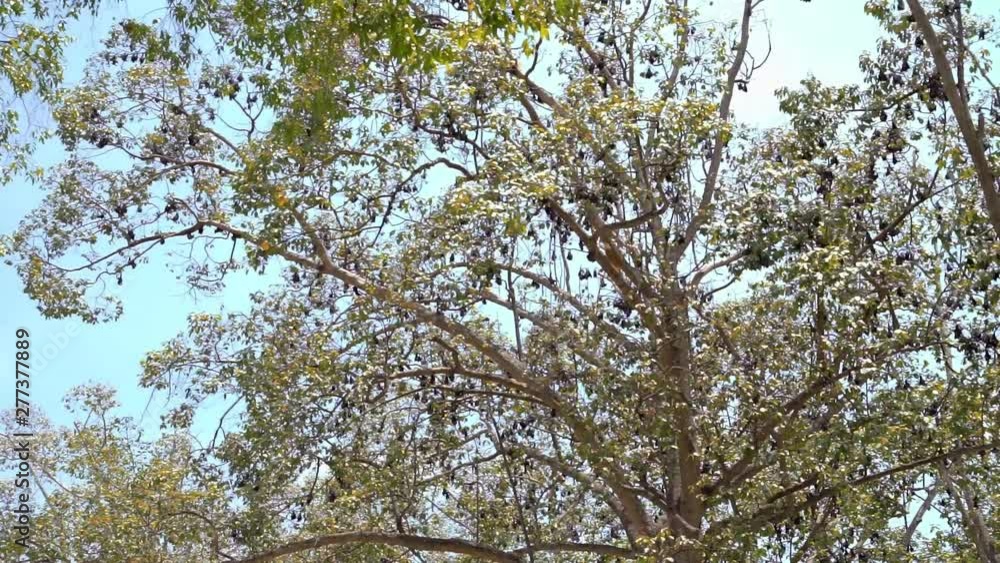 Zoom Shot to Giant Fruit Bats Hanging from the Trees Zoom Shot to Giant Fruit Bats Hanging from the Trees