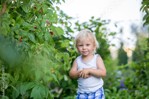 Little toddler boy, child, gathering raspberiies