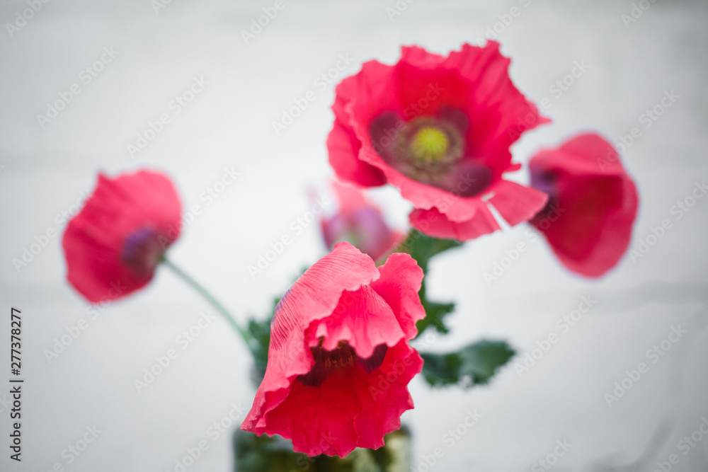 Pink opium poppy on a white background. Poppies and poppy heads in a vase on a white background, the concept of addiction, sadness, death, heroin, opium, straws, poppy seeds Pink opium poppy on a white background. Poppies and poppy heads in a vase on a white background, the concept of addiction, sadness, death, heroin, opium, straws, poppy seeds