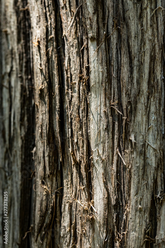Old Wood bark macro backgrounds.