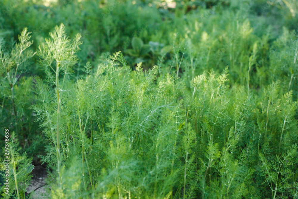 Fresh dill grows in the garden in the village. fresh fragrant dill spice growing on the farm, organic spices, vitamins, additive in salad