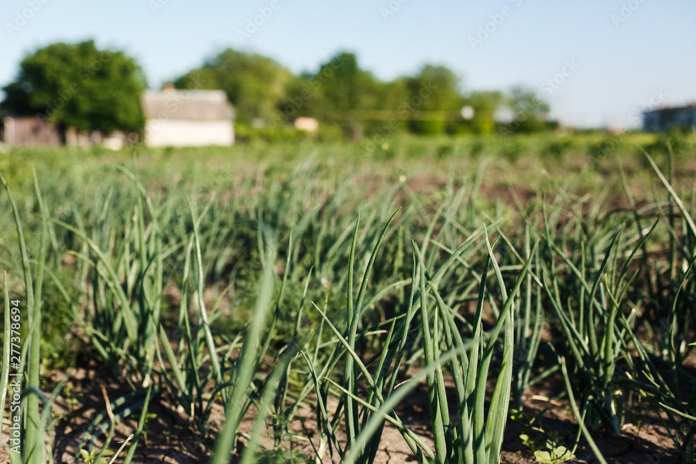 Obraz premium Field sown with onion and garlic. Onion greens