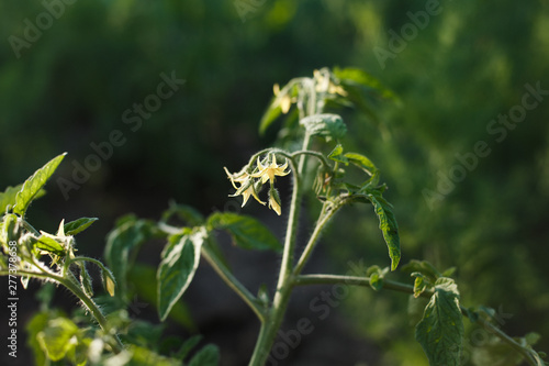  flowers on potato bushes. Colorado potato beetle and larvae of the Colorado potato beetle on a potato bush. 