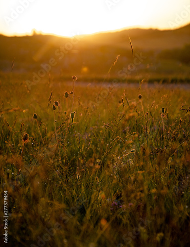 Sundown autumn on bloomy meadow, golden hour season photo