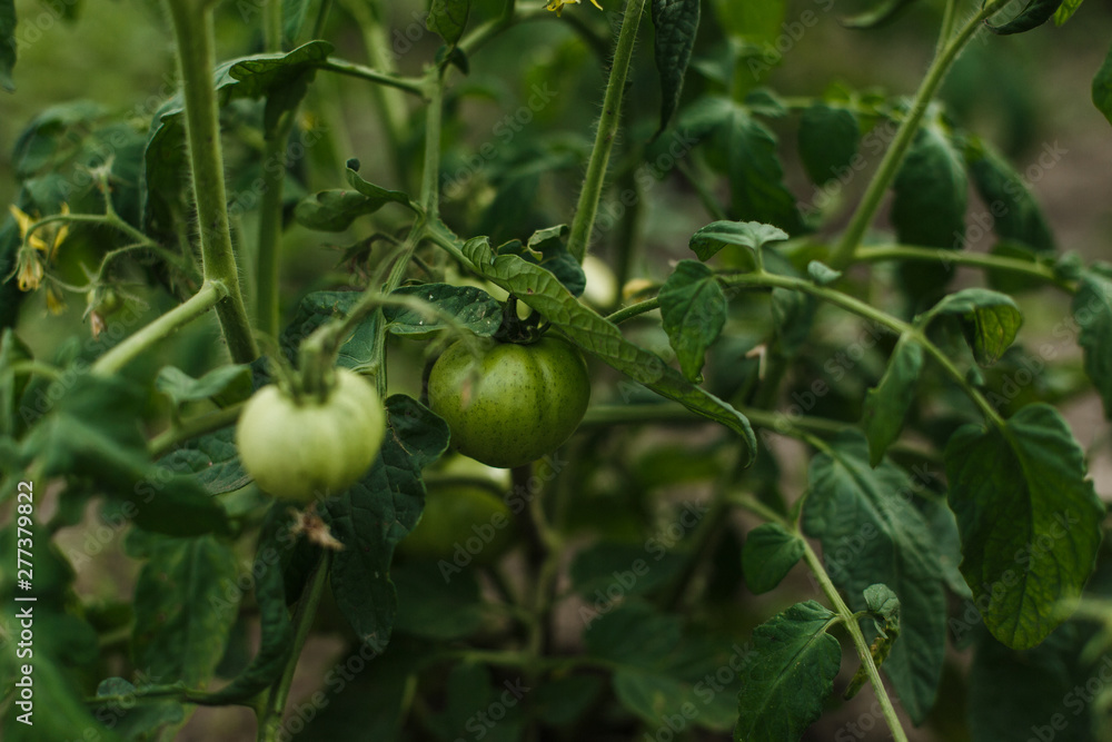 green tomatoes in a home garden on a bush, tomatoes that are just starting to sing. Nice young eco tomatoes green tomatoes in a home garden on a bush, tomatoes that are just starting to sing. Nice young eco tomatoes