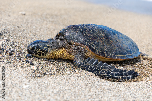 Close up of a green see turtle resting on a sand beach. Big Island Hawaii.