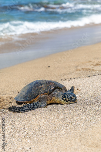 arge green see turtle coming out of the water to rest on the sand beach. Big Island Hawaii.