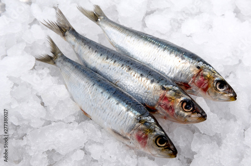 sardines on ice