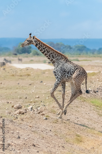 Wild giraffe running in the savannah in Tanzania, beautiful panorama