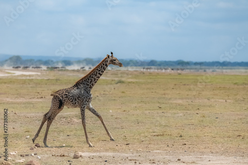Wild giraffe running in the savannah in Tanzania, beautiful panorama