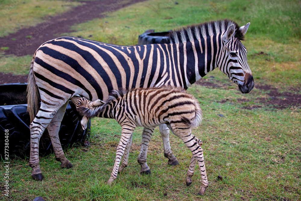 Little baby zebra, drinking milk from mother zebra in the wild in park Little baby zebra, drinking milk from mother zebra in the wild in park