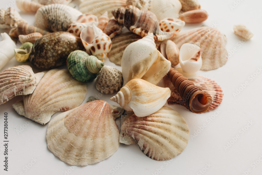 Pile of beautiful sea shells on white background Pile of beautiful sea shells on white background