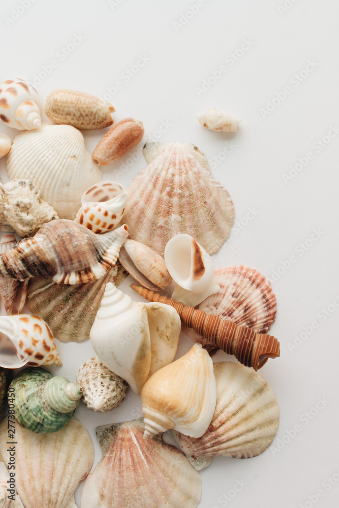 Pile of beautiful sea shells on white background Pile of beautiful sea shells on white background