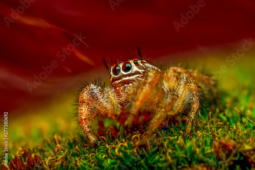 Close up  beautiful jumping spider  - Stock Image 