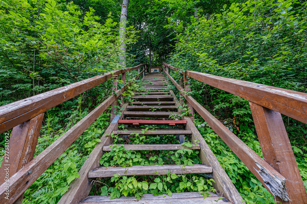 wooden plank footh path boardwalk in green foliage sourroundings