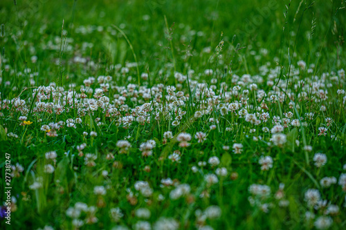 colorful summer small flowers on green blur background