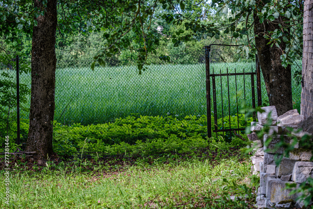 summer forest lush with green folaige vegetation, tree branches and leaves