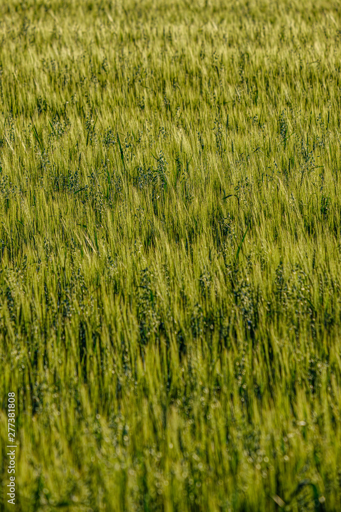 endless fields of crop ready for harvest in countryside