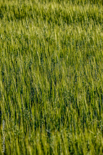 endless fields of crop ready for harvest in countryside