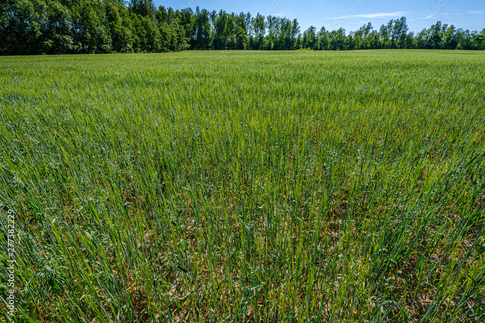 Fototapeta premium endless fields of crop ready for harvest in countryside