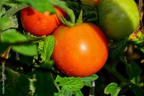 Ripe red and uripe tomatoes growing on the garden bed. The tomatoes on a branch.