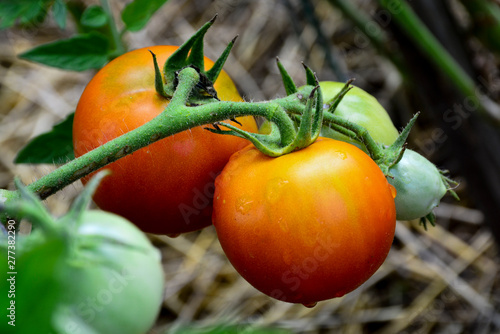 Ripe red and uripe tomatoes growing on the garden bed. The tomatoes on a branch.